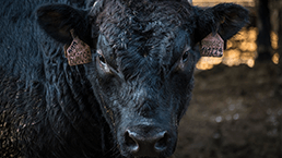 Zenet Çiftliği Fotoğraf Çekimleri